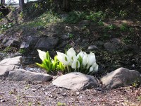 庭の水芭蕉