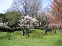 梅と桜と遠くに辛夷