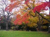 紅葉のただ中に