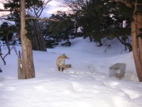 檻に向かって「こんなもので捕まると思ってるの?!」