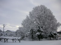 当別・雪の大澤の庭