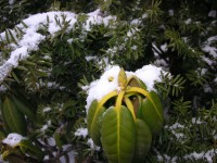 雪に震えるシャクナゲのつぼみ