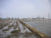 当別町太美地区の田んぼのコハクチョウ