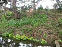 ヤチブキとエゾエンゴサクの上の１本の桜の枝