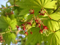 ハウチワカエデの花