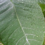 朴の葉の雨粒