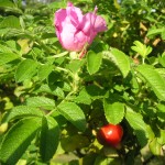 1花だけ残っていたハマナス