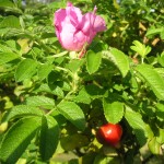 1花だけ残っていたハマナス