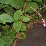 水引の花と落ちたばかりのいが栗