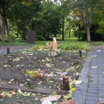 なながハツカ園の踏査