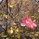 返り花：普通はこんな感じ