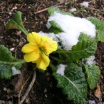 雪の下から黄色いプリムラ