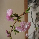 当別の桜