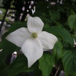 公園の山法師(やまぼうし)の花