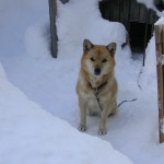 雪の中の番犬なな