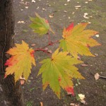 幹の横から