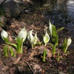 池の水芭蕉