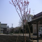 八重桜の定植完了