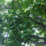 朴の木の花