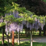 満開の藤の花