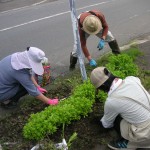 植樹枡内の草取り