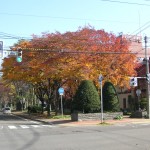 公園の紅葉