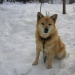 今年11歳になる番犬"なな"