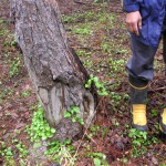 ネズミの被害にあった根本