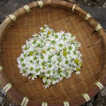 カモミールの花の採取