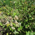 蕎麦の花後の種を採ります