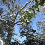 境内の松に雪