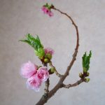 わが家の桜は満開