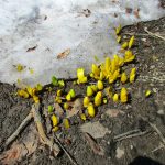 残雪の間から水仙の芽