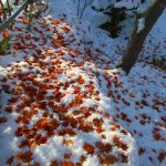 落葉に雪