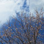 わが家の桜が満開