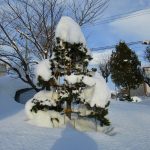 雪の重さに耐えています