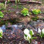 水芭蕉とヤチブキ