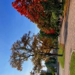 公園の紅葉